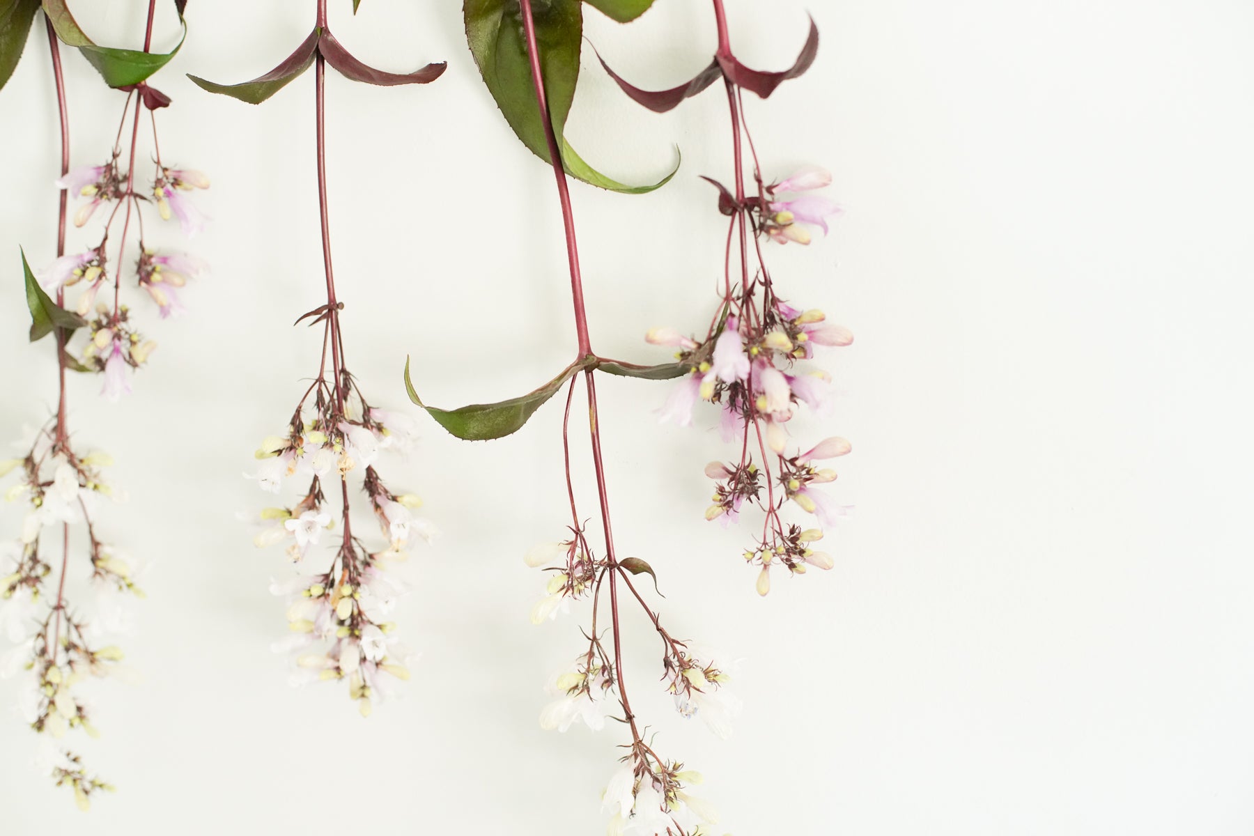 Chicweed Print Pointelle, Pansy